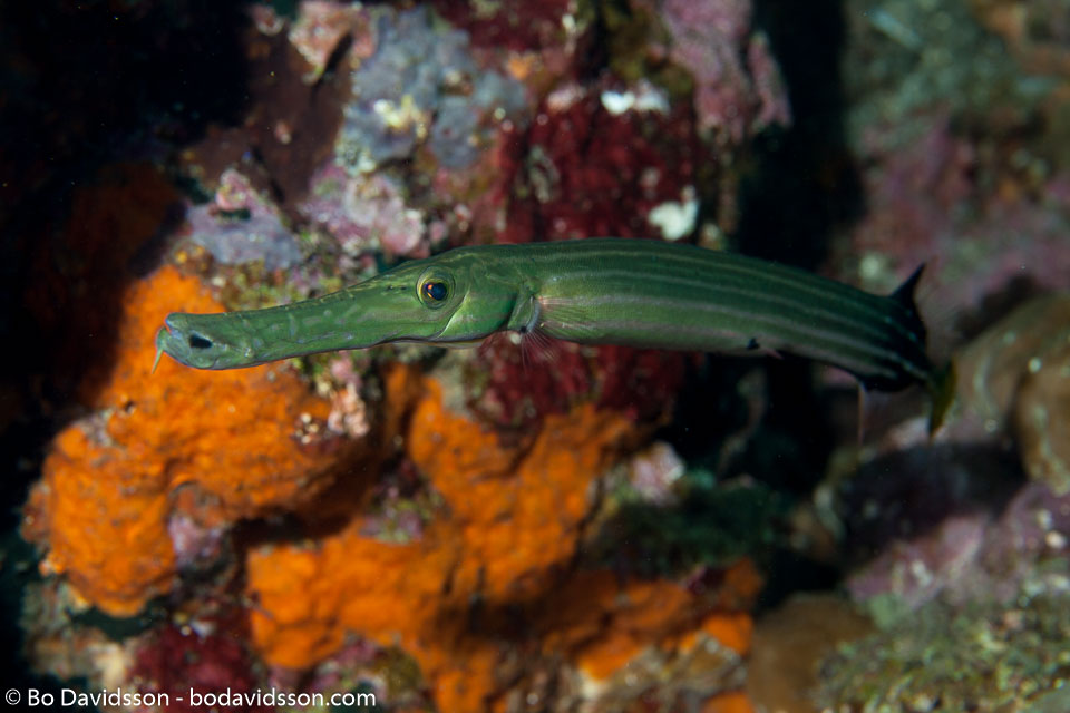 BD-130331-Tulamben-8564-Aulostomus-chinensis-(Linnaeus.-1766)-[Chinese-trumpetfish].jpg